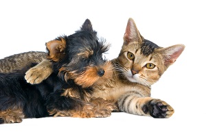 Picture of Cat and Dog Hug